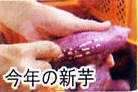 鳴門うず芋、なるとうずいも