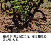 ボジョレーヌーボー 14/キュベサントネール樹齢100年/ボージョレー