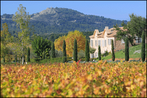 シャトー・パラディ,ワイン,フランス,wine,Provence,Chateau Paradi